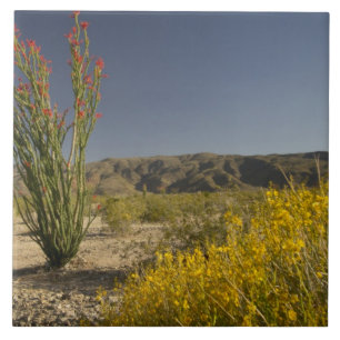 Azulejo De Cerámica Ocotillo y senna del desierto