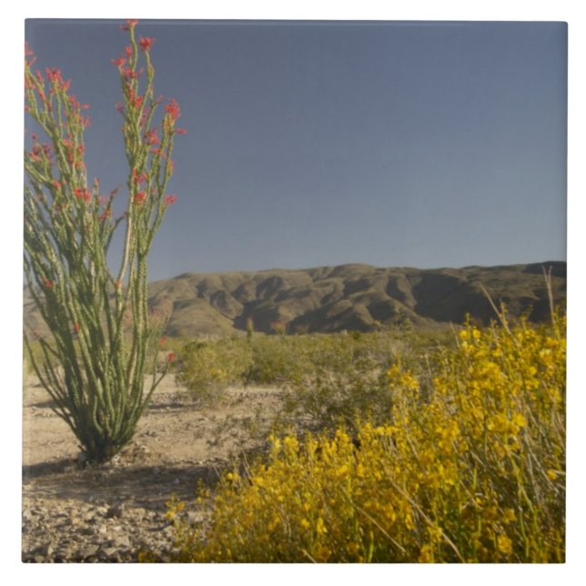 Azulejo De Cerámica Ocotillo y senna del desierto (Frente)