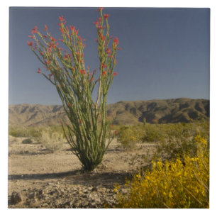 Azulejo De Cerámica Ocotillo y senna del desierto