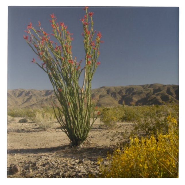 Azulejo De Cerámica Ocotillo y senna del desierto (Frente)