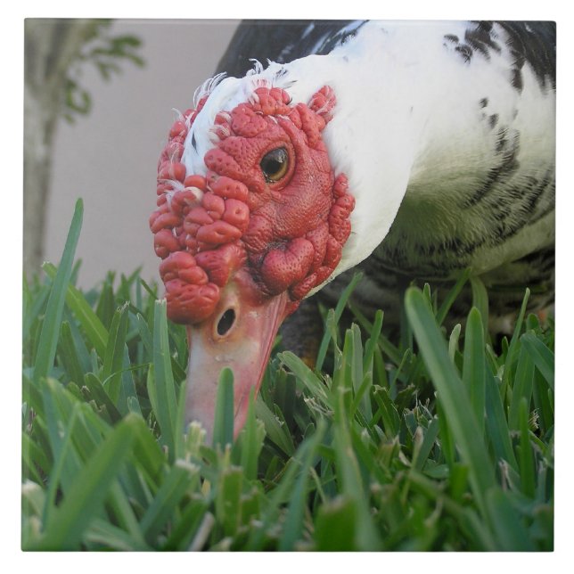 Azulejo De Cerámica Ojo de la fotografía del primer del pato (Frente)