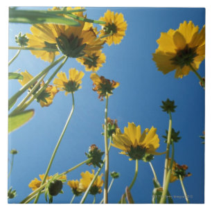 Azulejo De Cerámica Opinión de ángulo bajo de girasoles