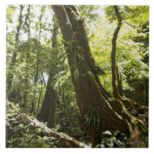 Azulejo De Cerámica opinión de la selva tropical, Dominica