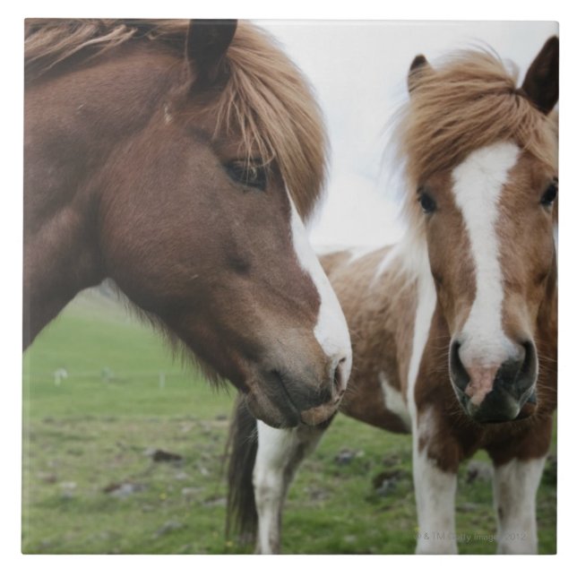 Azulejo De Cerámica Opinión el caballo, primer (Frente)