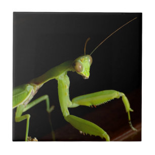 Azulejo De Cerámica Orando mantid