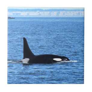 Azulejo De Cerámica Orca