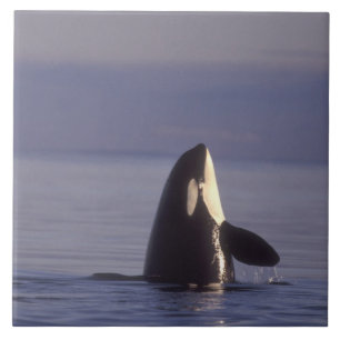 Azulejo De Cerámica Orca asesina (Orca orcinus) espiando cerca