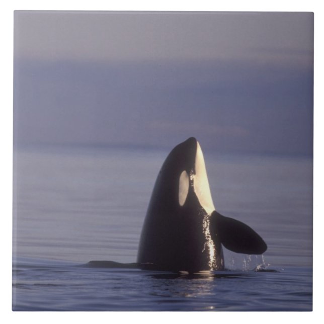 Azulejo De Cerámica Orca asesina (Orca orcinus) espiando cerca (Frente)
