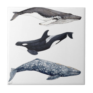 Azulejo De Cerámica Orca, ballena jorobada y ballena gris