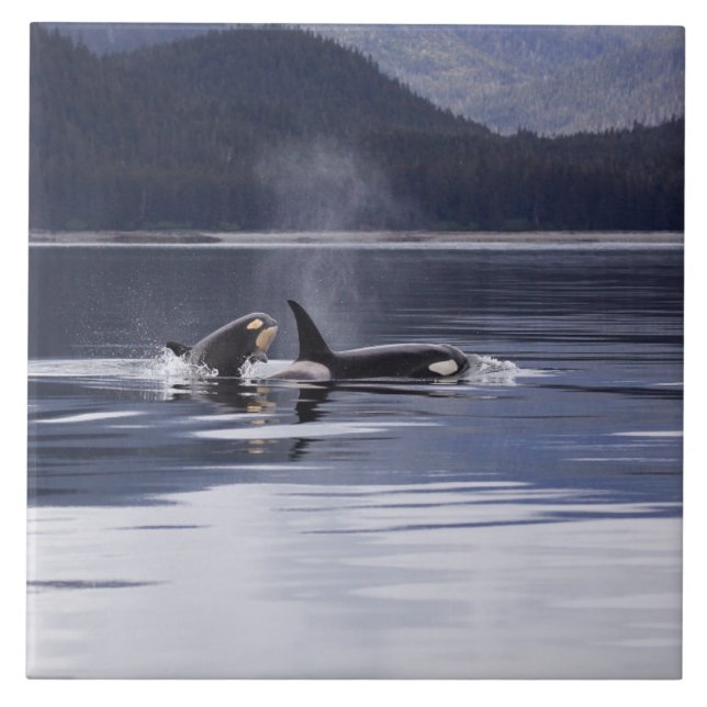 Azulejo De Cerámica Orcas (Frente)