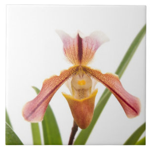 Azulejo De Cerámica Orquídea - ¿Cabrá la zapatilla?