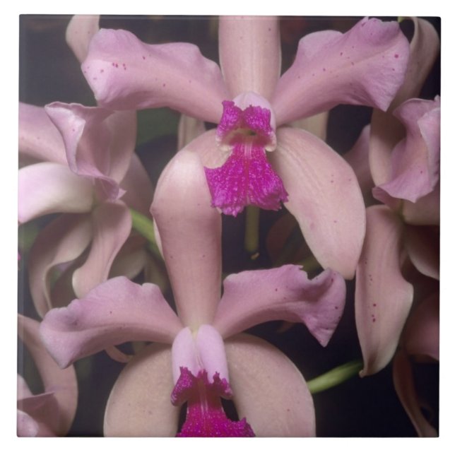 Azulejo De Cerámica Orquídea (Cattleya amethystoglossa), oriental (Frente)