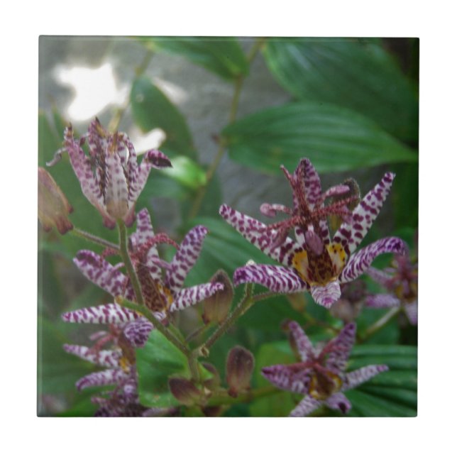 Azulejo De Cerámica Orquídea de rayas blancas púrpura como lilo floral (Frente)