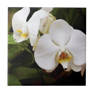 Azulejo De Cerámica Orquídea Luna Blanca (Phalaenopsis Aphrodite)