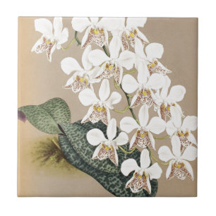Azulejo De Cerámica Orquídeas