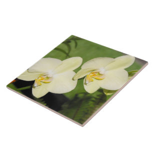 Azulejo De Cerámica Orquídeas blancas sobre fondo verde