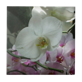 Azulejo De Cerámica Orquídeas blancas y moradas