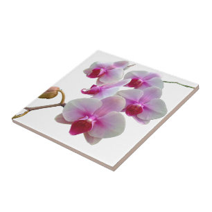 Azulejo De Cerámica Orquídeas de polilla rosadas - Phalaenopsis