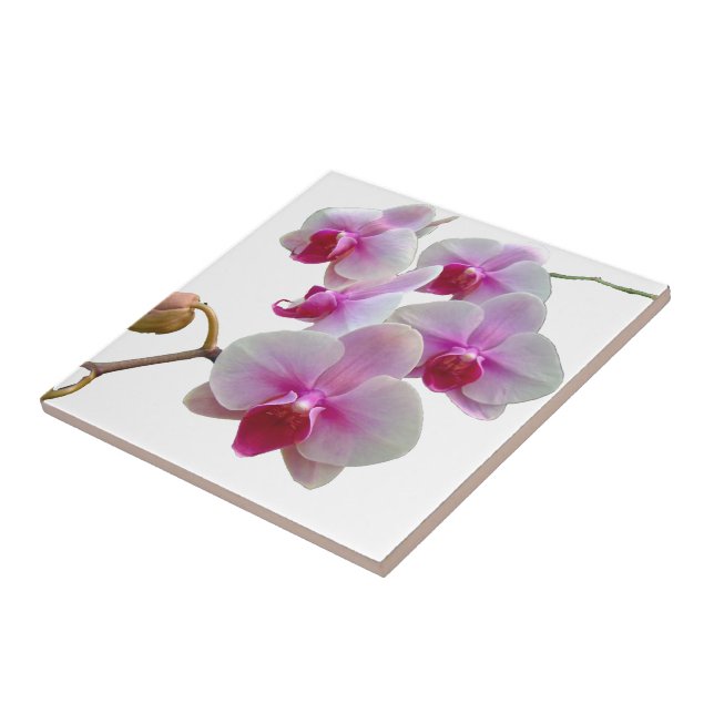 Azulejo De Cerámica Orquídeas de polilla rosadas - Phalaenopsis (Lado)