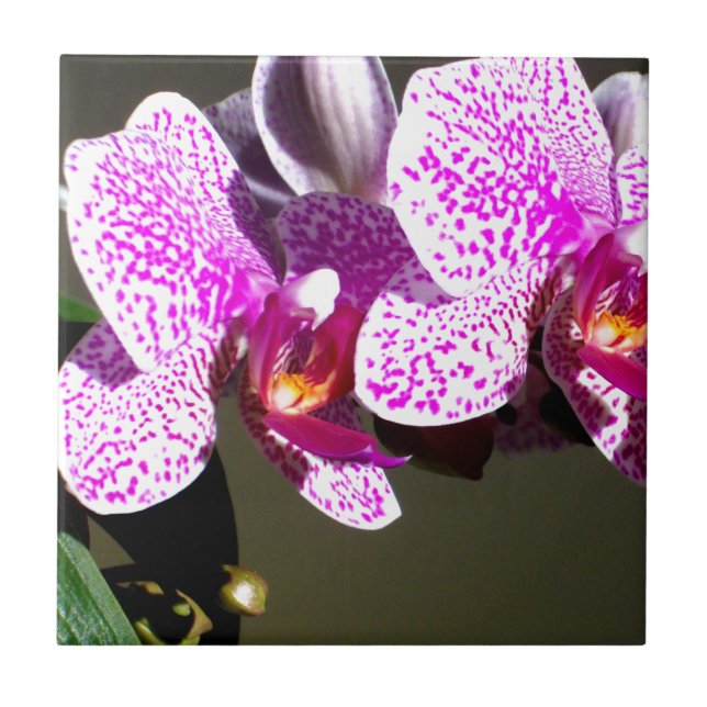 Azulejo De Cerámica Orquídeas rosadas 1 (Frente)