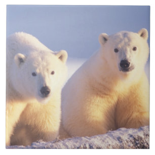 Azulejo De Cerámica Osa de oso polar con cría en el hielo de banquisa