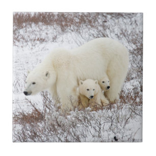 Azulejo De Cerámica Osa polar hembra y dos crías