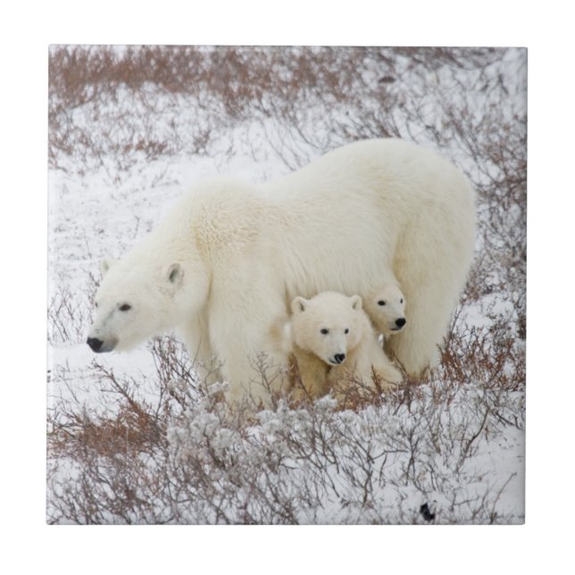 Azulejo De Cerámica Osa polar hembra y dos crías (Frente)