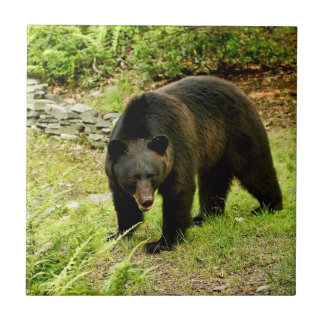 Azulejo De Cerámica Oso negro de Pennsylvania