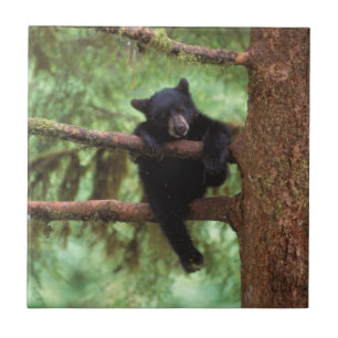 Azulejo De Cerámica oso negro, Ursus americanus, cría en un árbol