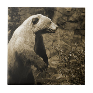 Azulejo De Cerámica Oso Orgulloso