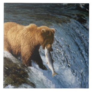 Azulejo De Cerámica Oso Pardo de Alaska atrapando salmón en Brooks