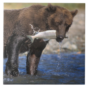 Azulejo De Cerámica Oso pardo, oso grizzly, con captura de salmón,