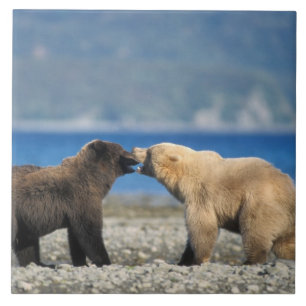 Azulejo De Cerámica Oso pardo, oso grizzly, juegan en la playa,