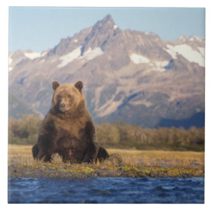 Azulejo De Cerámica oso pardo, Ursus arctos, oso grizzly, Ursus