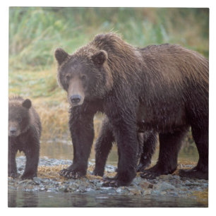 Azulejo De Cerámica oso pardo, Ursus arctos, oso grizzly, Ursus 3