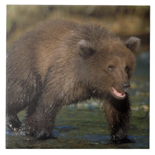 Azulejo De Cerámica oso pardo, Ursus arctos, oso grizzly, Ursus 6