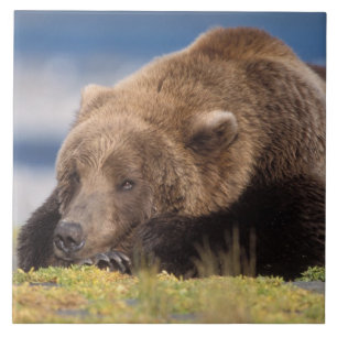 Azulejo De Cerámica oso pardo, Ursus arctos, oso grizzly, Ursus 8