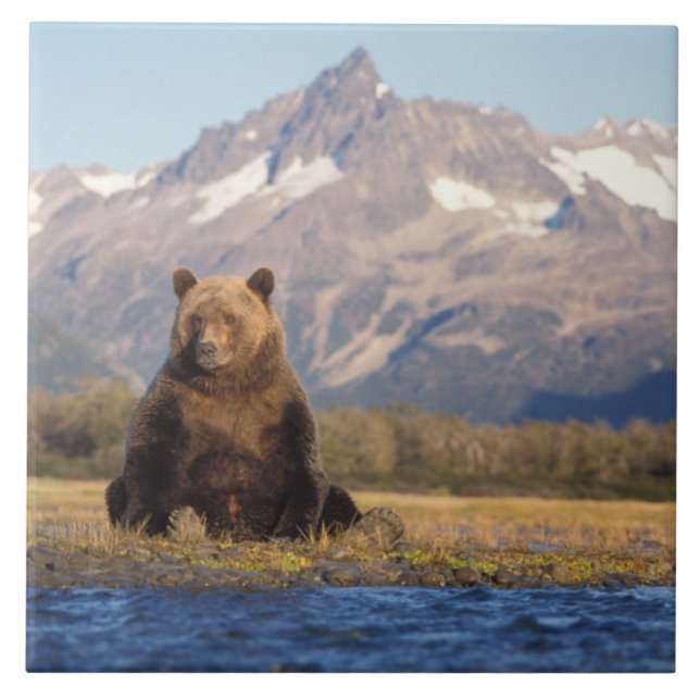 Azulejo De Cerámica oso pardo, Ursus arctos, oso pardo, Ursus (Frente)