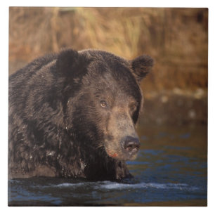 Azulejo De Cerámica oso pardo, Ursus arctos, oso pardo, Ursus 5