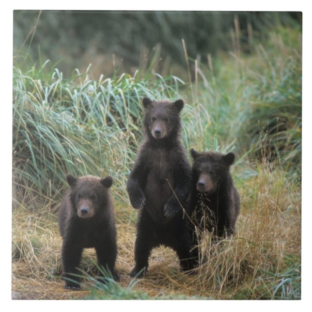 Azulejo De Cerámica oso pardo, Ursus arctos, oso pardo, Ursus 7 (Frente)