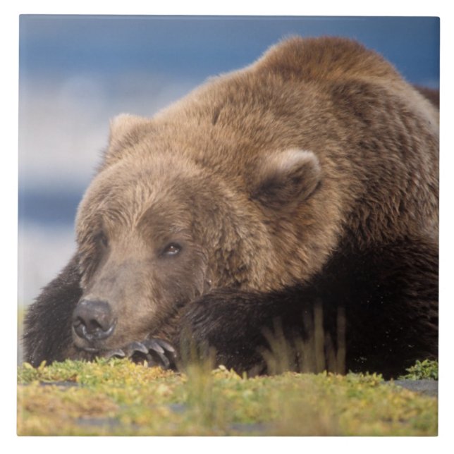 Azulejo De Cerámica oso pardo, Ursus arctos, oso pardo, Ursus 8 (Frente)