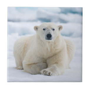 Azulejo De Cerámica Oso polar adulto en el hielo del verano