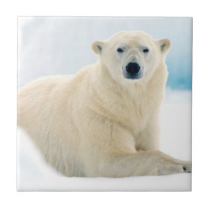 Azulejo De Cerámica Oso polar adulto gran jabalí en el hielo de verano