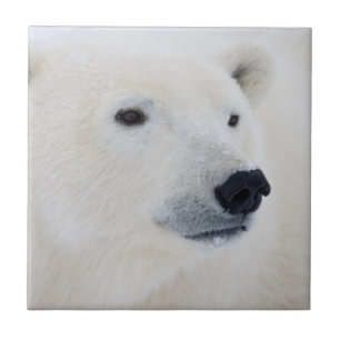 Azulejo De Cerámica Oso Polar Churchill