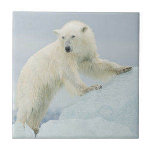 Azulejo De Cerámica Oso polar en verano