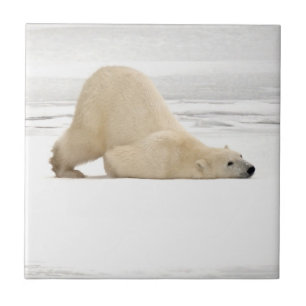 Azulejo De Cerámica Oso polar rascándose en la tundra congelada