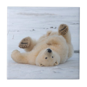 Azulejo De Cerámica oso polar, Ursus maritimus, cachorro rodando 3