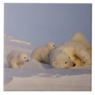 Azulejo De Cerámica oso polar, Ursus maritimus, hembra jugando