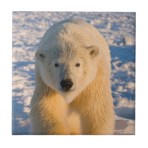 Azulejo De Cerámica oso polar, Ursus maritimus, oso polar en hielo