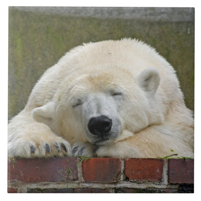 Azulejo De Cerámica OsoPolar20150501 (Frente)